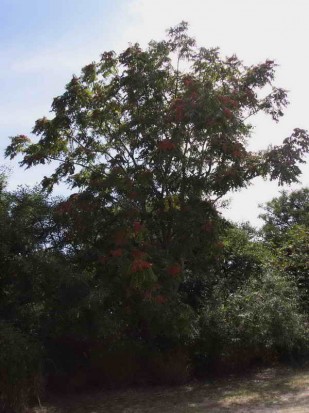 Árbol del cielo/Tree of heaven