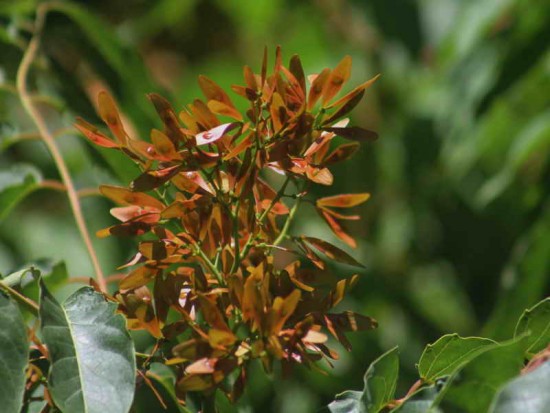 Árbol del cielo/Tree of heaven