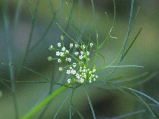 Apio cimarrón/Marsh parsley