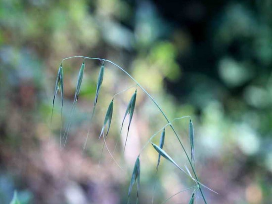 Avena/Oat