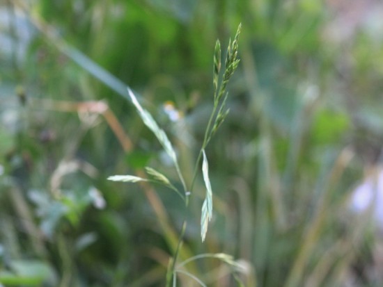 Cebadilla criolla/Prairie grass
