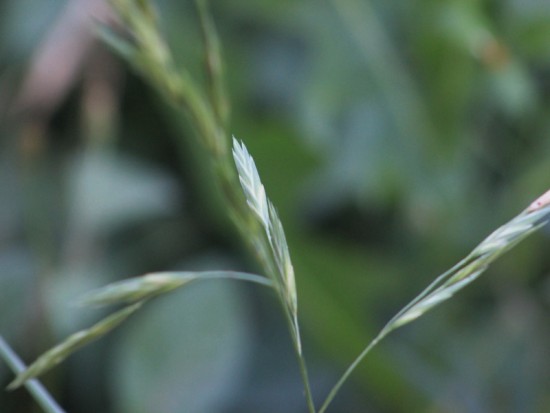 Cebadilla criolla/Prairie grass