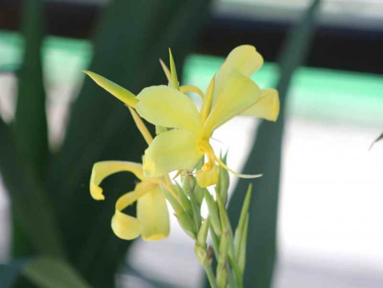 Achira amarilla/Louisiana canna