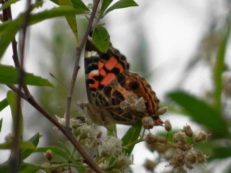 Reserva Ecológica Costanera Sur