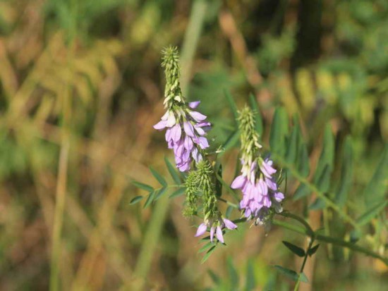 Ruda cabruna/Goat's rue