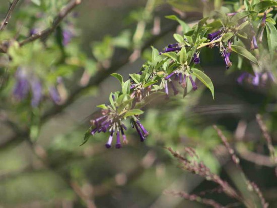 Talilla/Lycium cestroides