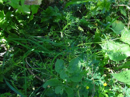 Apio cimarrón/Marsh parsley