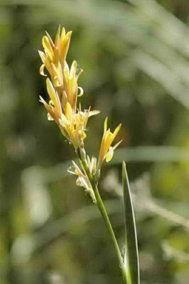 Achira amarilla/Louisiana canna