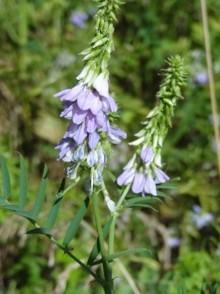 Ruda cabruna/Goat's rue