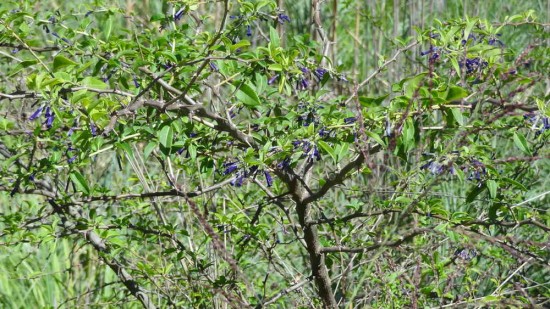 Talilla/Lycium cestroides