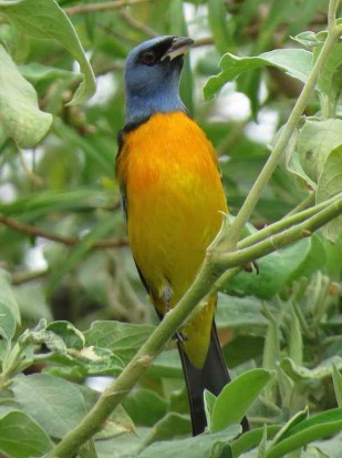 NaranjeroM/Blue-and-yellow TanagerM