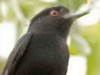 Viudita pico celesteM/Blue-billed Black-TyrantM