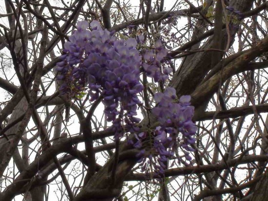 Glicina/Chinese wisteria