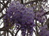 Glicina/Chinese wisteria