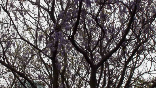 Glicina/Chinese wisteria