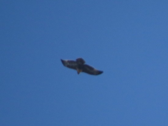 Águila mora J/Black-chested Buzzard-Eagle J