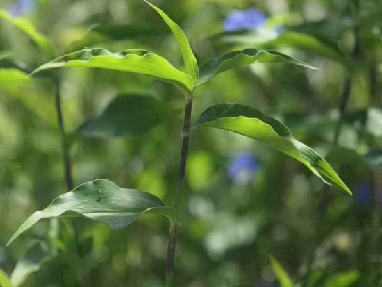 Flor de Santa Lucía/Whitemouth dayflower