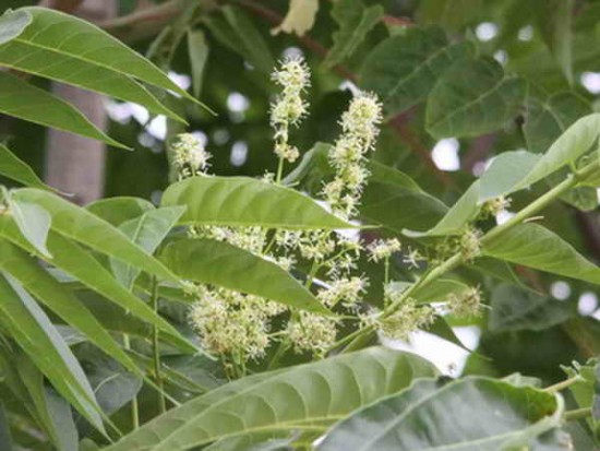 arbol del cieloFL CR