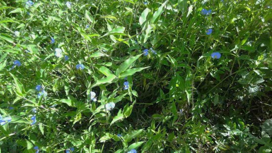 Flor de Santa Lucía/Whitemouth dayflower