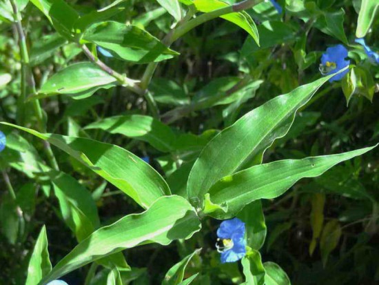 Flor de Santa Lucía/Whitemouth dayflower