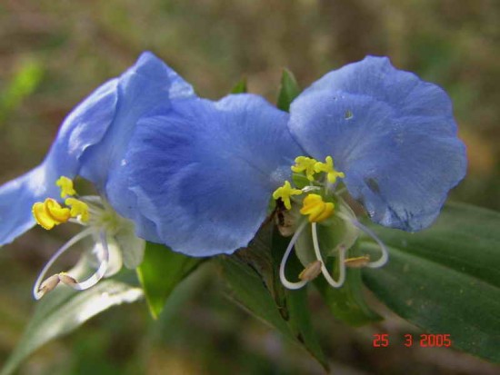 Flor de Santa Lucía/Whitemouth dayflower