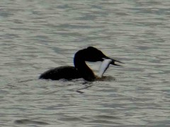 Macá grande/Great Grebe