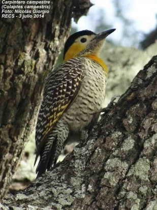 Carpintero campestre/Campo Flicker