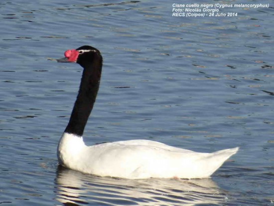 Cisne cuello negro/Black-necked Swan