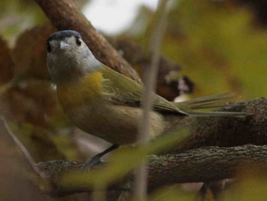 Anambé verdosoM/Green-backed BecardM