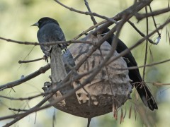 Boyero negro/Solitary Black Cacique