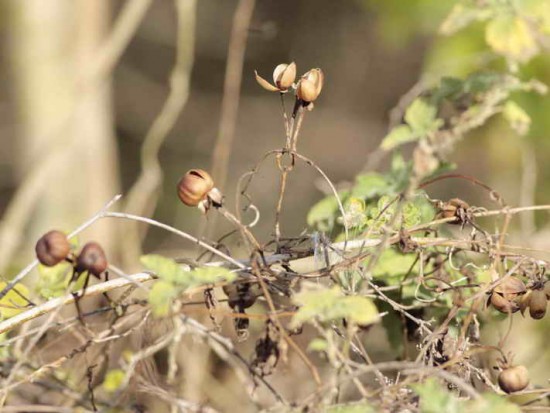 Campanilla/Ipomoea cairica