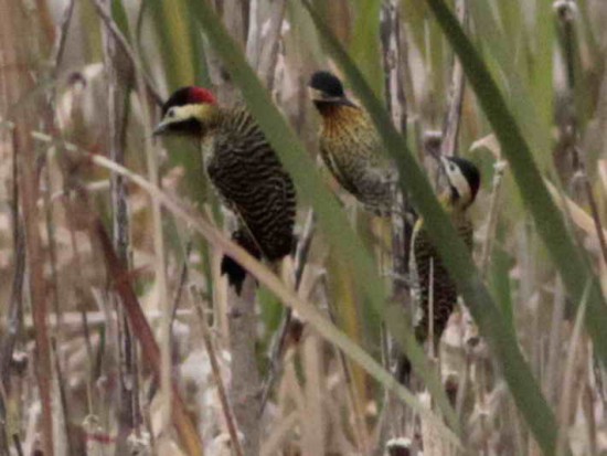 Carpintero real/Green-barred Woodpecker