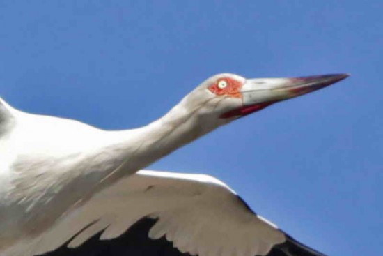 Cigüeña americana/Maguari Stork