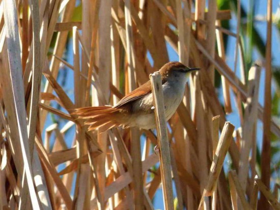Curutié colorado/Yellow-chinned Spinetail