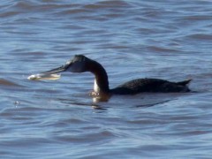 Macá grande/Great Grebe