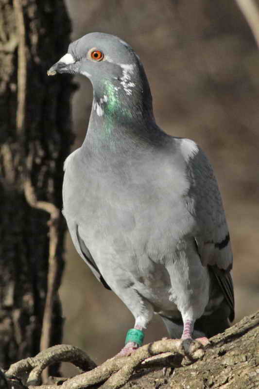 Paloma mensajera/Carrier pigeon