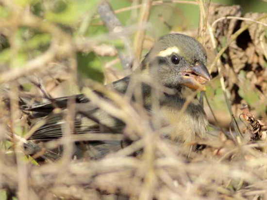 Pepitero de collarJ/Golden-billed Saltator J