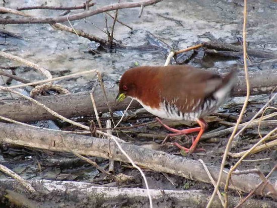 Burrito colorado/Red-and-white Crake