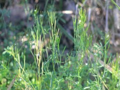 Berro amargo/Hairy bittercress