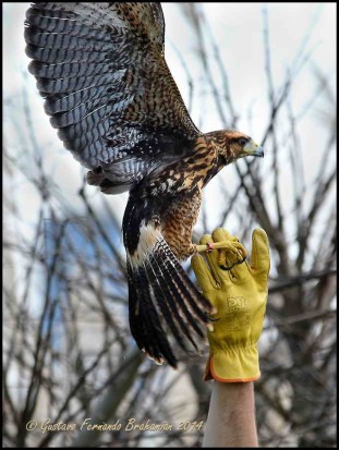 Liberación de aves/Bird Release