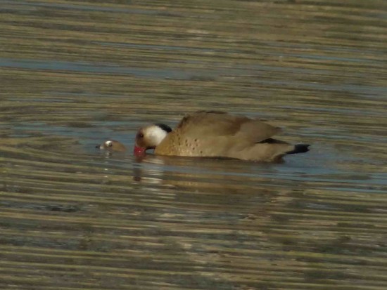 Pato cutirí/Brazilian Duck