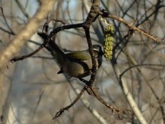 Pepitero verdoso/Green-winged Saltator