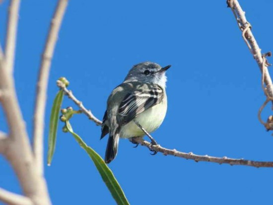 Piojito trinador/Stranecks's Tyrannulet