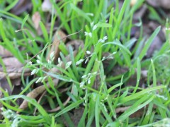 Pasto de invierno/Annual bluegrass