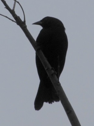 Tordo de matorral /Scrub Blackbird