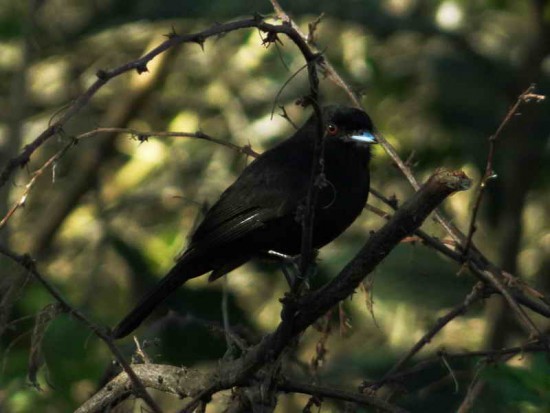 Viudita pico celeste M/Blue-billed Black-Tyrant M