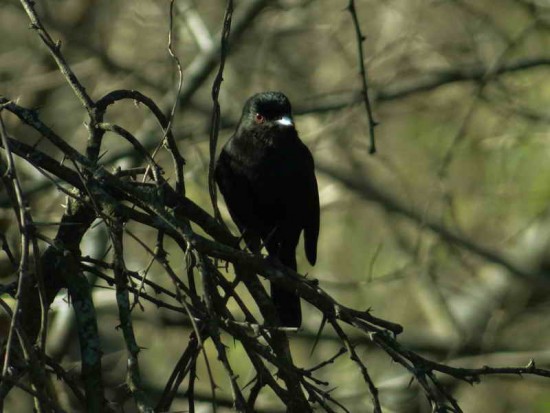 Viudita pico celeste M/Blue-billed Black-Tyrant M