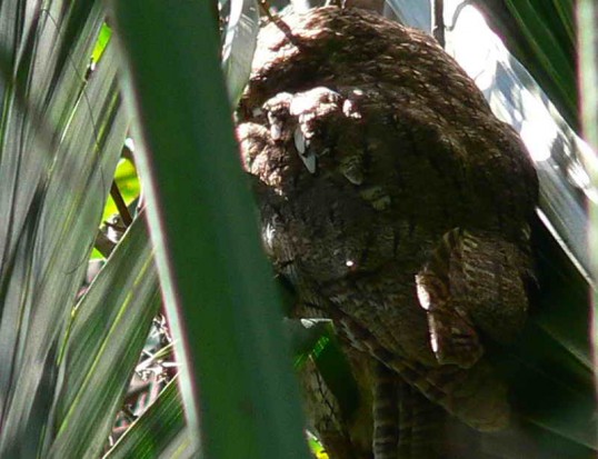 Alilicucu común/Tropical Screech-Owl