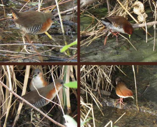 Burritos/Crakes