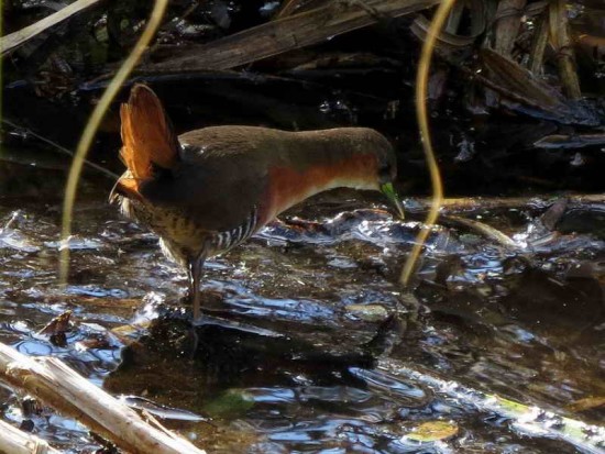 Burrito común/Rufous-sided Crake